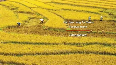Hotspot Matrix và Cá Phổi Tây Phi: Sự Phát Triển trong Môi Trường Khắc Nghiệt_Ý tưởng video ngắn